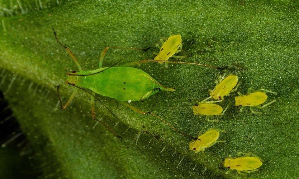 الفيروسات النباتيه (٤) - Cover Image