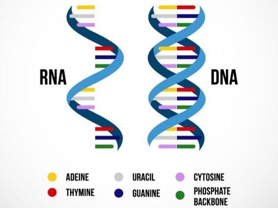 الفيروسات النباتيه (2) - Cover Image