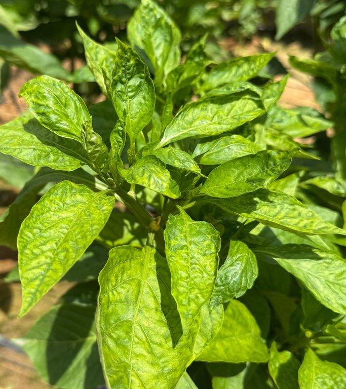 الفيروسات النباتيه (3) - Cover Image