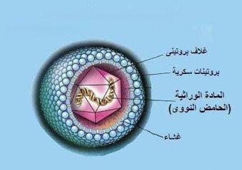 الفيروسات النباتيه (1) - Cover Image